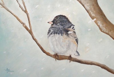 Winter Junco Bird by Angeles M. Pomata