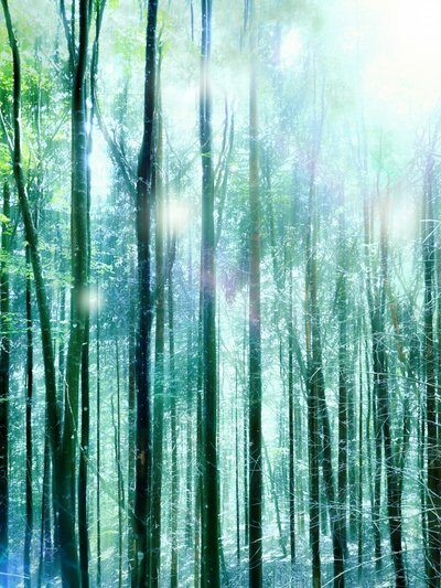 Enchanted Forest Light by Angelo Cerantola