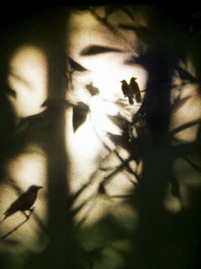 Ethereal Birds in Shadow by Angelo Cerantola