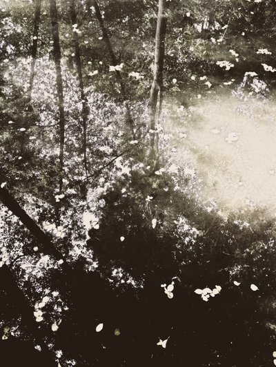 Ethereal Forest Sunlight by Angelo Cerantola