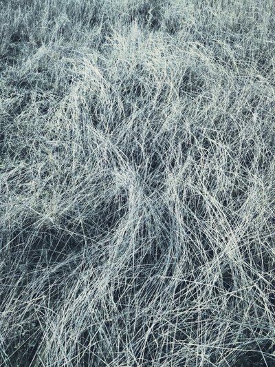 Frosty Winter Grass by Angelo Cerantola
