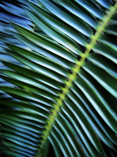 Lush Palm Pattern by Angelo Cerantola