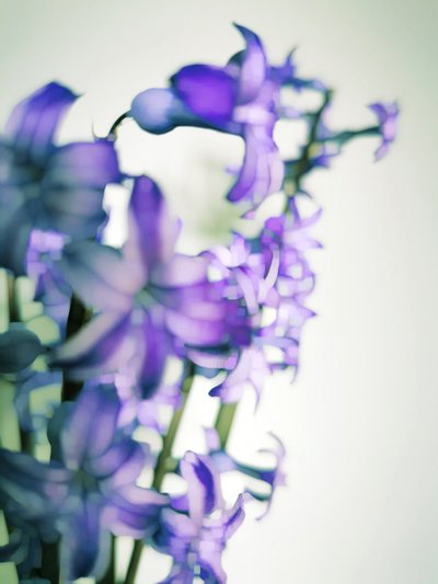 Soft Purple Blooms by Angelo Cerantola