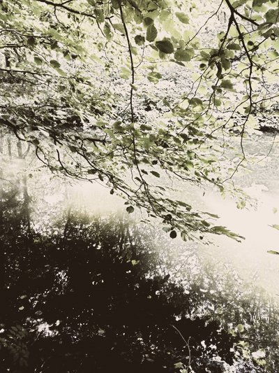 Sunlit Woodland Canopy by Angelo Cerantola