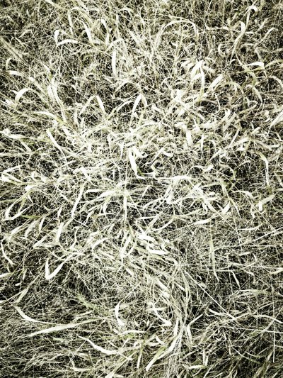 Textured Field Grass by Angelo Cerantola