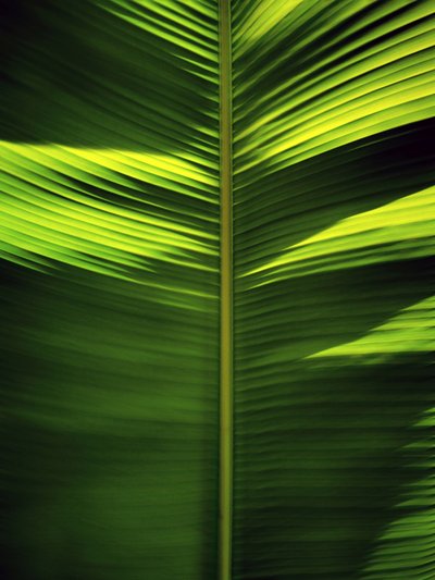 Tropical Leaf Patterns by Angelo Cerantola