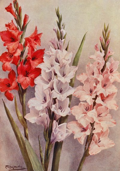 A Group of Modern Gladioli by Angelo Fairfax Muckley