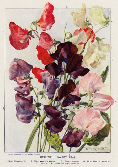 Beautiful Sweet Peas by Angelo Fairfax Muckley