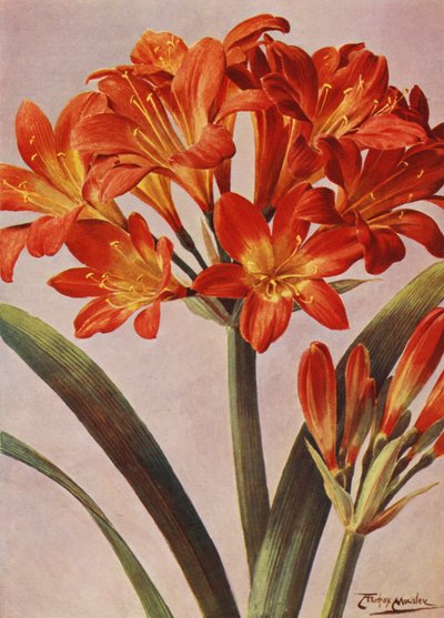 Clivia Miniata, long known as Imantophyllum Miniatum by Angelo Fairfax Muckley