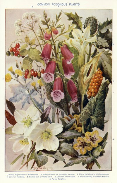 Common Poisonous Plants by Angelo Fairfax Muckley