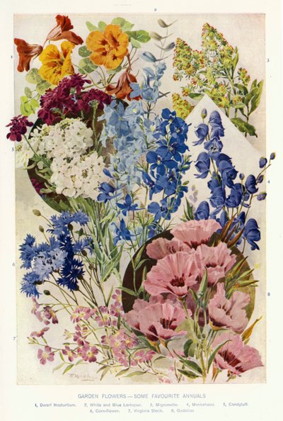 Garden Flowers, Some Favorite Annuals by Angelo Fairfax Muckley