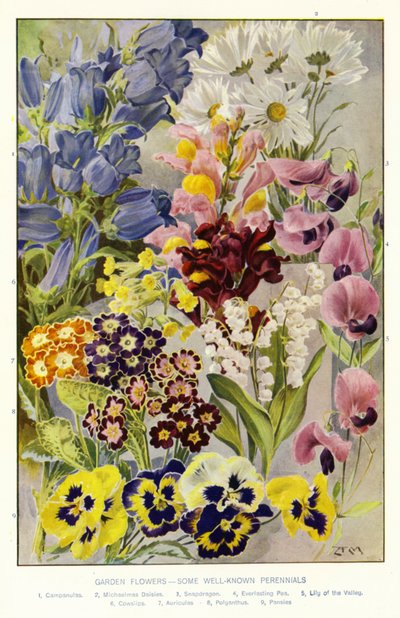 Garden Flowers, Some Well-known Perennials by Angelo Fairfax Muckley