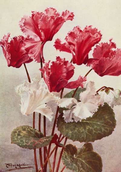 The Butterfly Cyclamen by Angelo Fairfax Muckley