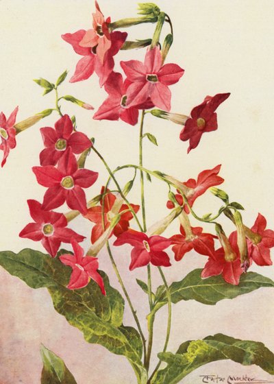 The beautiful tobacco plant Nicotiana Sanderae by Angelo Fairfax Muckley