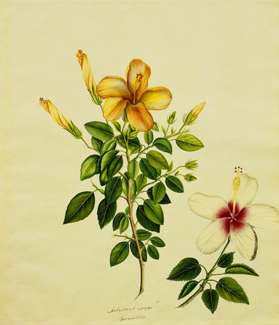 Studies of Hibisci, an Aloe, and Others by Anglo Indian School