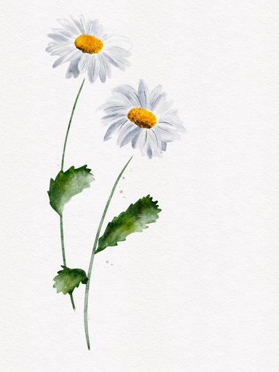 Delicate Daisy Blooms by Ankie Kooi