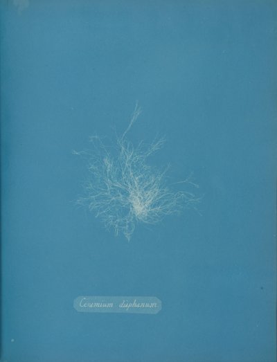 Ceramium Diaphanum by Anna Atkins