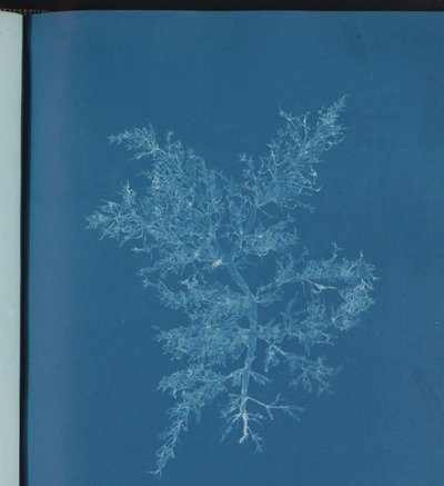 Chylocladia kaliformis by Anna Atkins