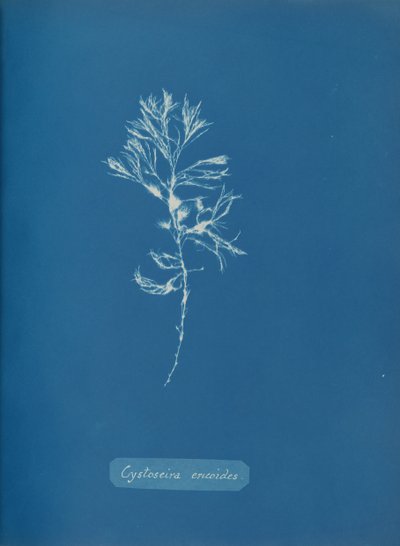 Cystoseira ericoides by Anna Atkins