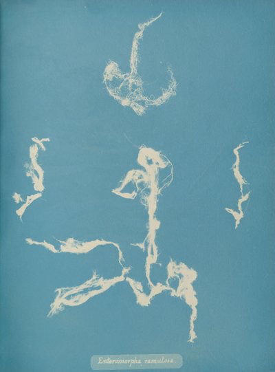 Enteromorpha ramulosa by Anna Atkins