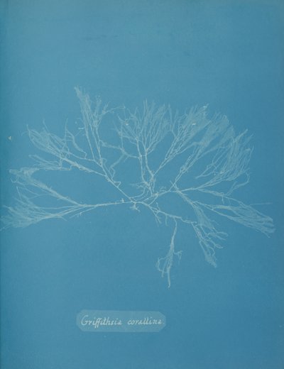 Griffithsia Corallina by Anna Atkins