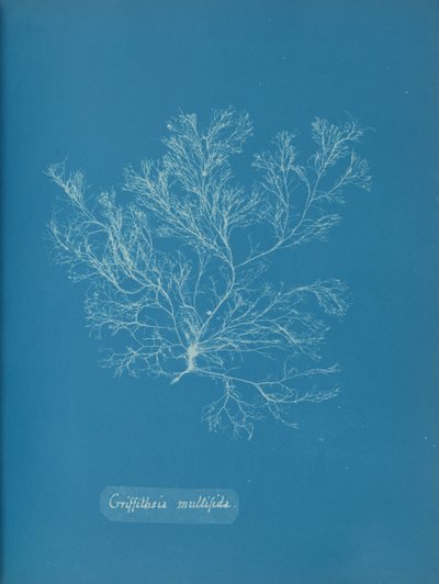 Griffithsia Multiflida by Anna Atkins