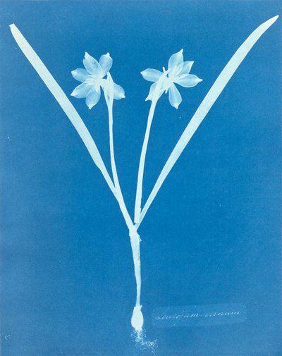 Leucojam Varium by Anna Atkins