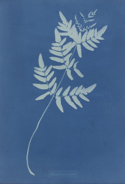 Osmunda Regalis (Australia) by Anna Atkins