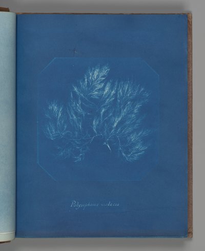 Polysiphonia violacea by Anna Atkins