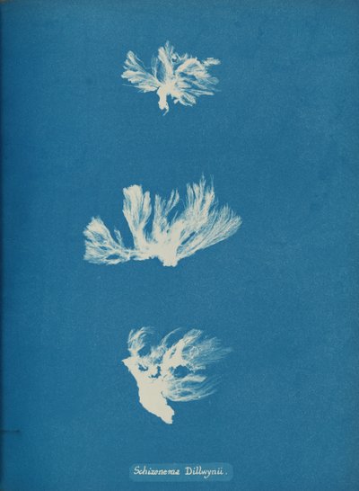 Schizonema Dillwynii by Anna Atkins