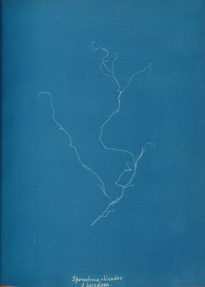 Sporochnius rhizodes ß paracloxa by Anna Atkins