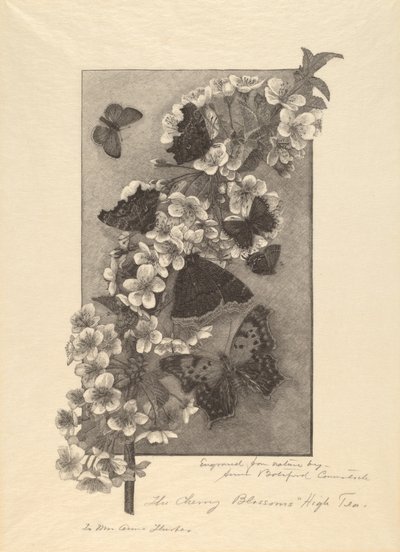 The Cherry Blossoms - High Tea by Anna Botsford Comstock