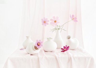 Blush Cosmos Still Life by Anna Qu