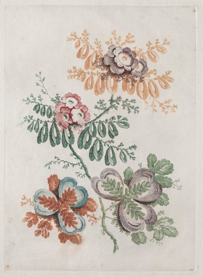 New Suite of Portfolios of Flowers Ideal to Use for Designing and Painting: Floral Fantasies by Anne Allen