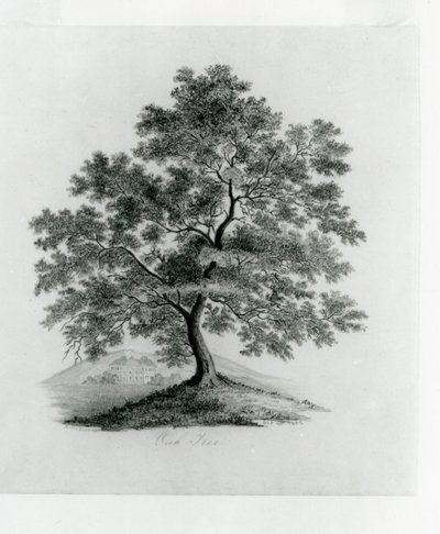 Oak Tree by Anne Bronte