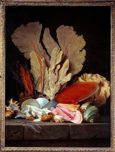 Still Life with Shells by Anne Vallayer Coster
