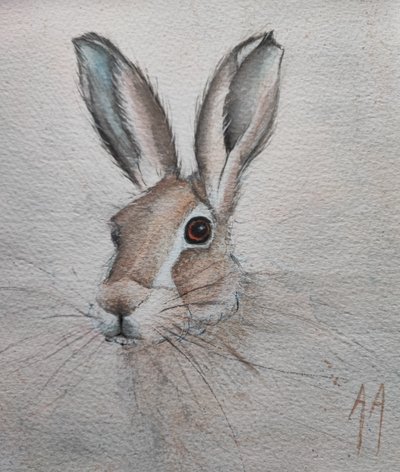 Gentle Hare Portrait by Annette Armitage
