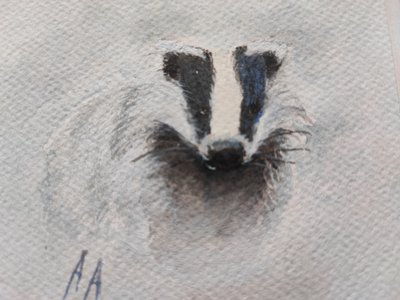 Gray Badger Gaze by Annette Armitage