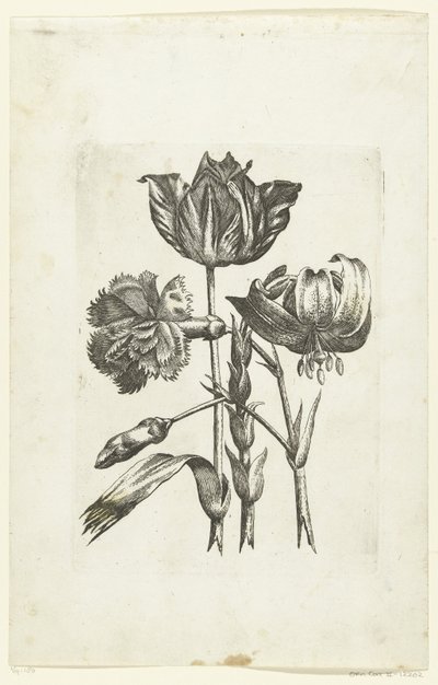 Carnation, Tulip, and Lily Novae Florum Icones (series title) by Anonymous