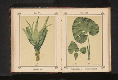 Leaf of a Coltsfoot and a Leaf of a Butterbur by Anonymous