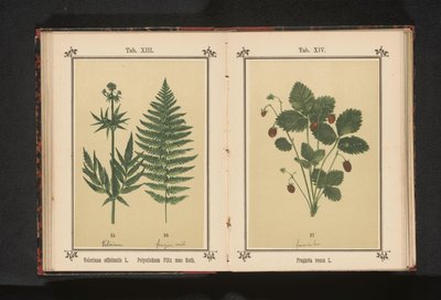 Common valerian and a branch of a male fern by Anonymous