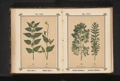 Great Nettle and Rapeseed by Anonymous