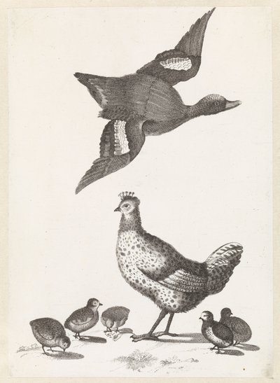 Hen with Five Chicks and a Duck Flying to the Right by Anonymous