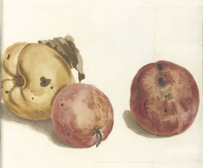 Quince and two apples by Anonymous