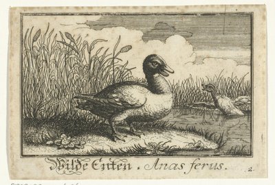 Landscape with Wild Duck by Anonymous