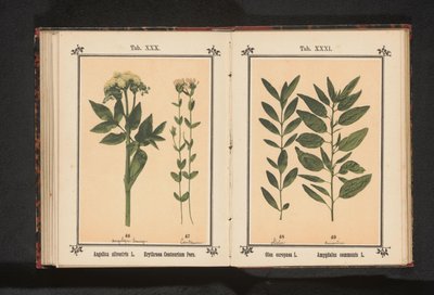 Olive Branch and Almond Branch by Anonymous