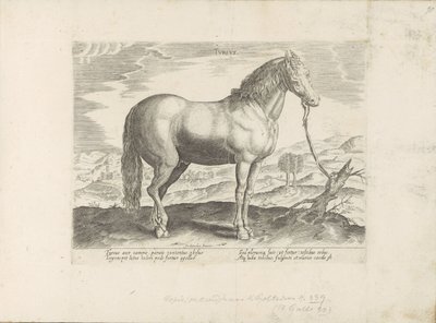 Horse from Turkey by Anonymous