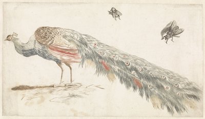 Peacock and Two Flies by Anonymous
