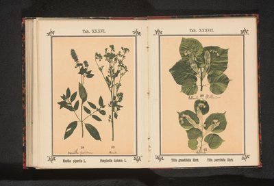 Peppermint and anise by Anonymous
