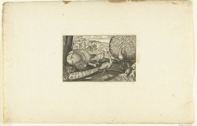 Proud Peacock, Walking Peacock, and Turkey by Anonymous